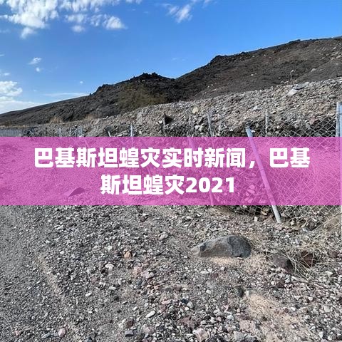 巴基斯坦蝗灾实时新闻，巴基斯坦蝗灾2021 