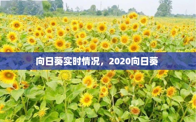 向日葵实时情况，2020向日葵 