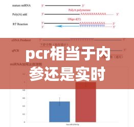 pcr相当于内参还是实时定量，pcr内参gapdh 