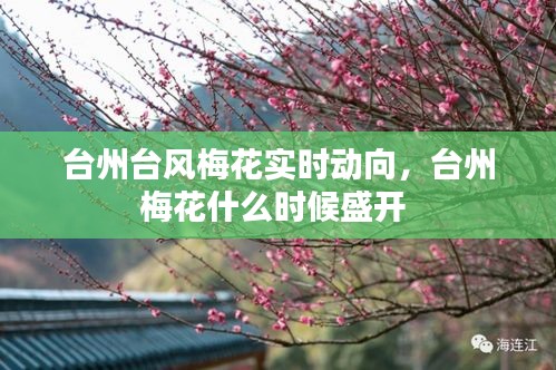 台州台风梅花实时动向，台州梅花什么时候盛开 