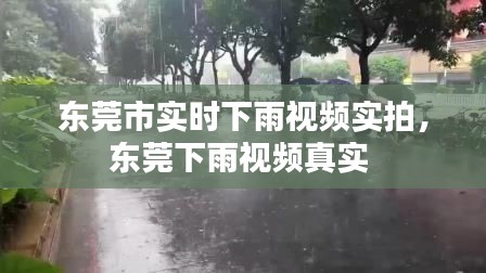 东莞市实时下雨视频实拍，东莞下雨视频真实 