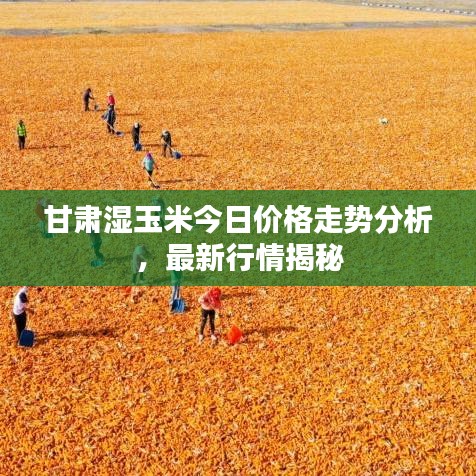 甘肃湿玉米今日价格走势分析，最新行情揭秘