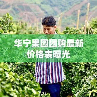 华宁果园团购最新价格表曝光