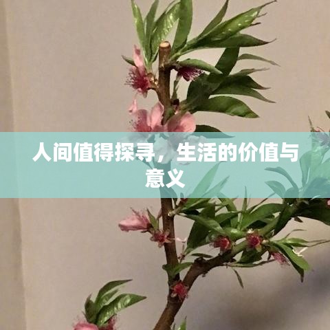 人间值得探寻，生活的价值与意义