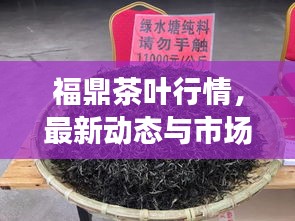 福鼎茶叶行情，最新动态与市场走势分析
