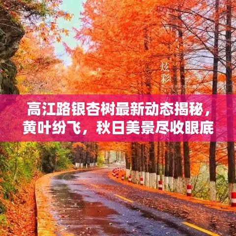 高江路银杏树最新动态揭秘，黄叶纷飞，秋日美景尽收眼底