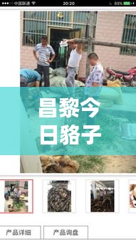 昌黎今日貉子皮价格行情更新