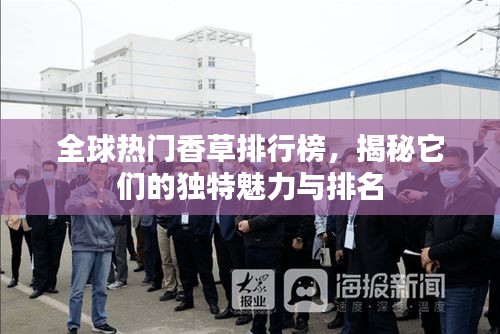 全球热门香草排行榜，揭秘它们的独特魅力与排名