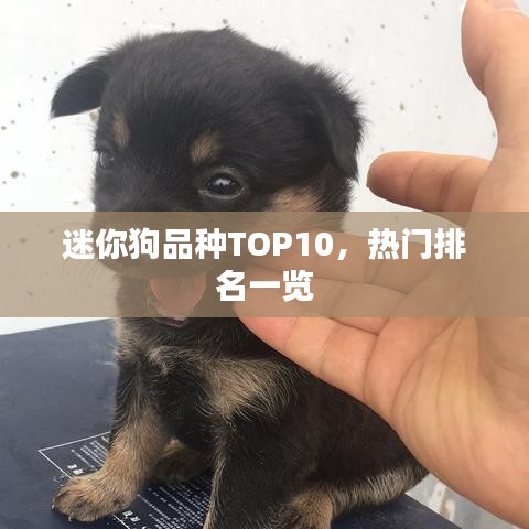 迷你狗品种TOP10，热门排名一览