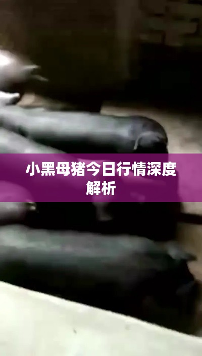 小黑母猪今日行情深度解析