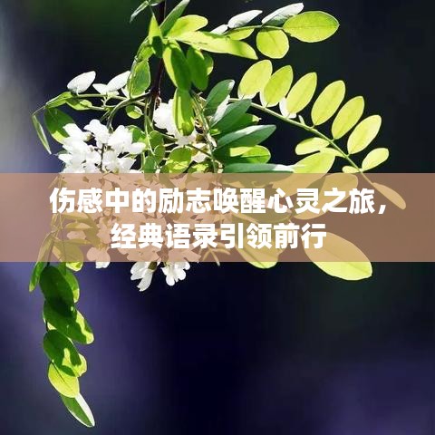 伤感中的励志唤醒心灵之旅，经典语录引领前行