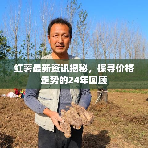 红薯最新资讯揭秘，探寻价格走势的24年回顾