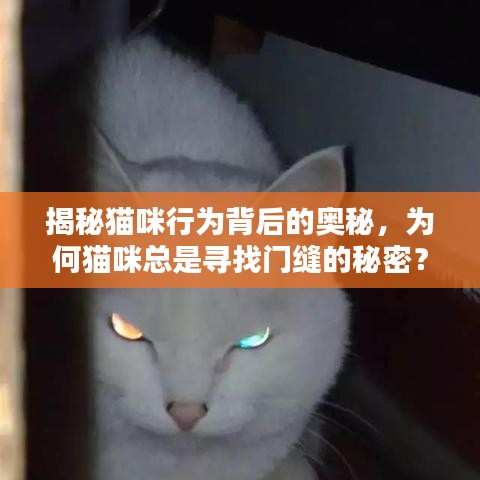 揭秘猫咪行为背后的奥秘，为何猫咪总是寻找门缝的秘密？