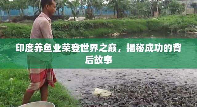 印度养鱼业荣登世界之巅，揭秘成功的背后故事
